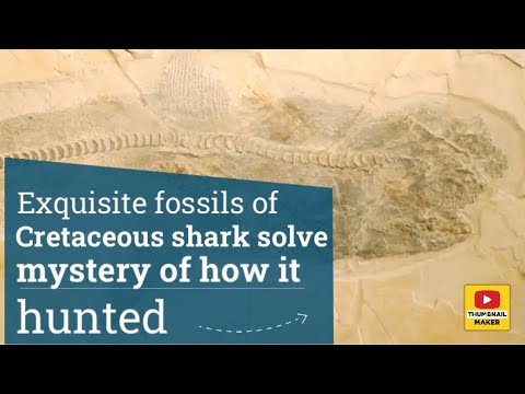 Exquisite fossils of Cretaceous shark solve mystery of how it hunted ...