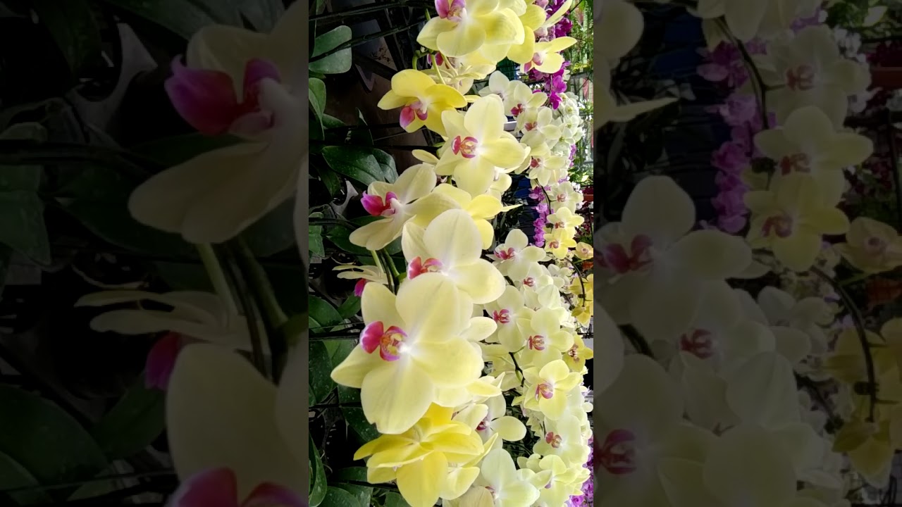 Orchids plants for sale in Quezon City Circle - YouTube