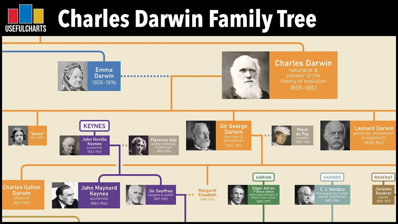 Charles Darwin Theory Of Evolution Chart