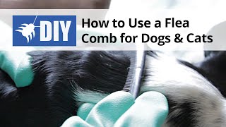 How to use a Flea Comb for Dogs and Cats