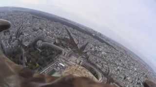 White-tailed eagle flies over Paris from top of Eiffel Tower