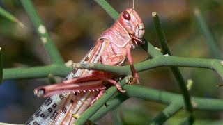 Swarm Of Locusts Devour Everything In Their Path - Planet Earth - BBC Earth