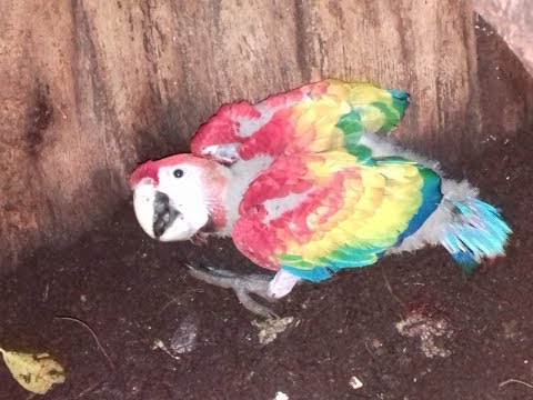 Nace primer guacamaya en libertad en los Tuxtlas - UNAM Global