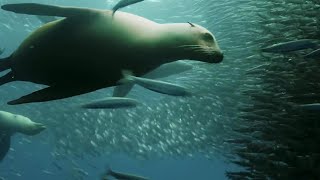 Sardine Feeding Frenzy: Whale, Shark, Dolphin and Sea Lions - The Hunt - BBC Earth