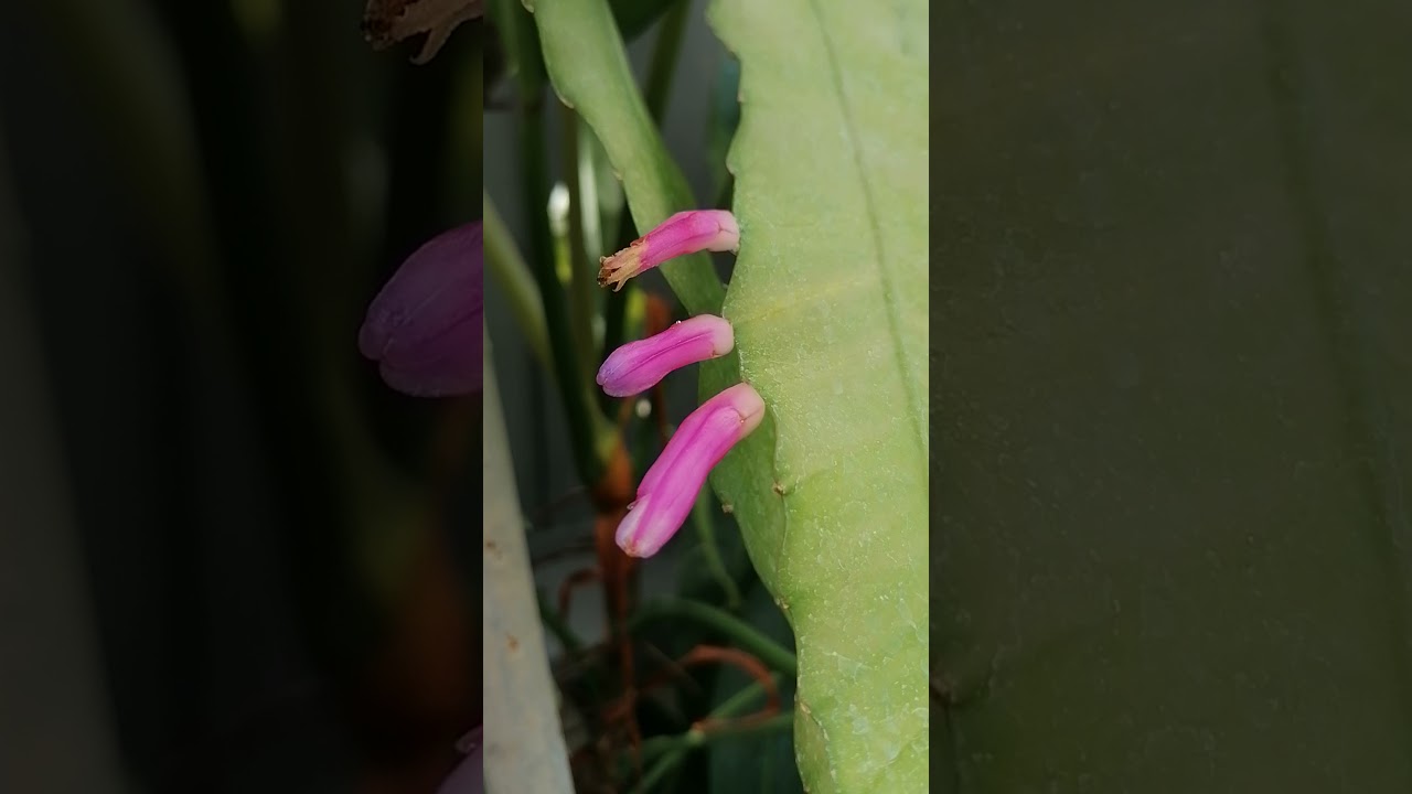 Pseudorhipsalis amazonica 🌸🌵😍 - YouTube