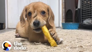 Adorable Puppy Has Cutest Little Tail On His Face | The Dodo