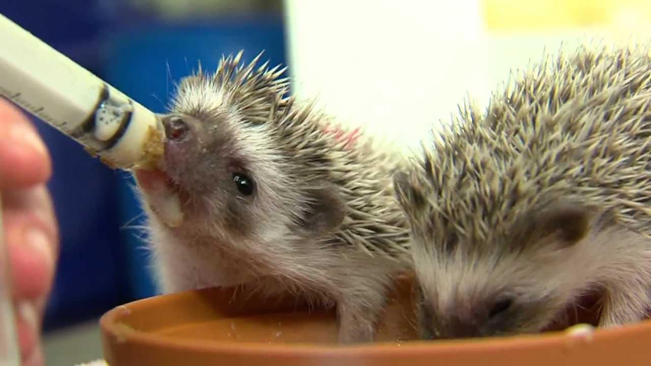 Cutest Baby Hedgehogs Ever Cincinnati Zoo Youtube