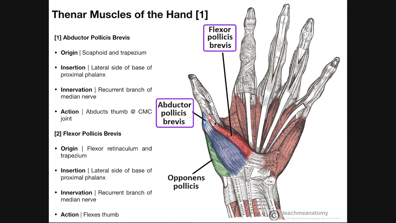 Palmar Musculature | The Thenar Muscles - YouTube