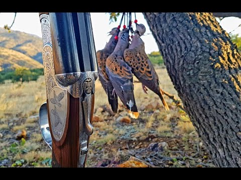 Mükemmel Üveyik Avı 2 -2020 #üveyikavı #dovehunting - YouTube