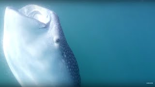 Tagging the Largest Shark on Earth #OurBluePlanet  - BBC Earth