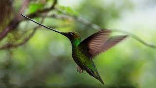 The World's Longest Beak* | Planet Earth II | BBC Earth