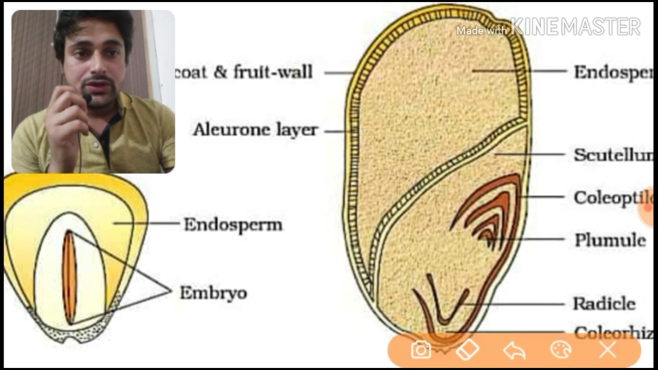 Monocot Seed Diagram