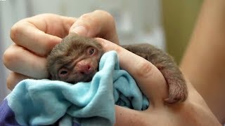 Cutest Baby Animals | BBC Earth