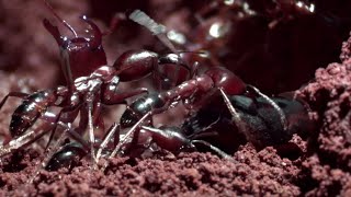 The Queen's Arrival | Natural World: Ant Attack | BBC Earth