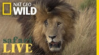 Meet the Lion Named ‘Scarface’ and His Lethal Pride | Nat Geo Wild