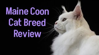 Maine Coon Cat Breed Review ( Facts About Main Coon Cat Breed)