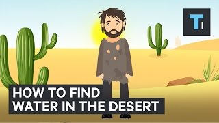 Here's how to find water if you're ever stuck in the desert