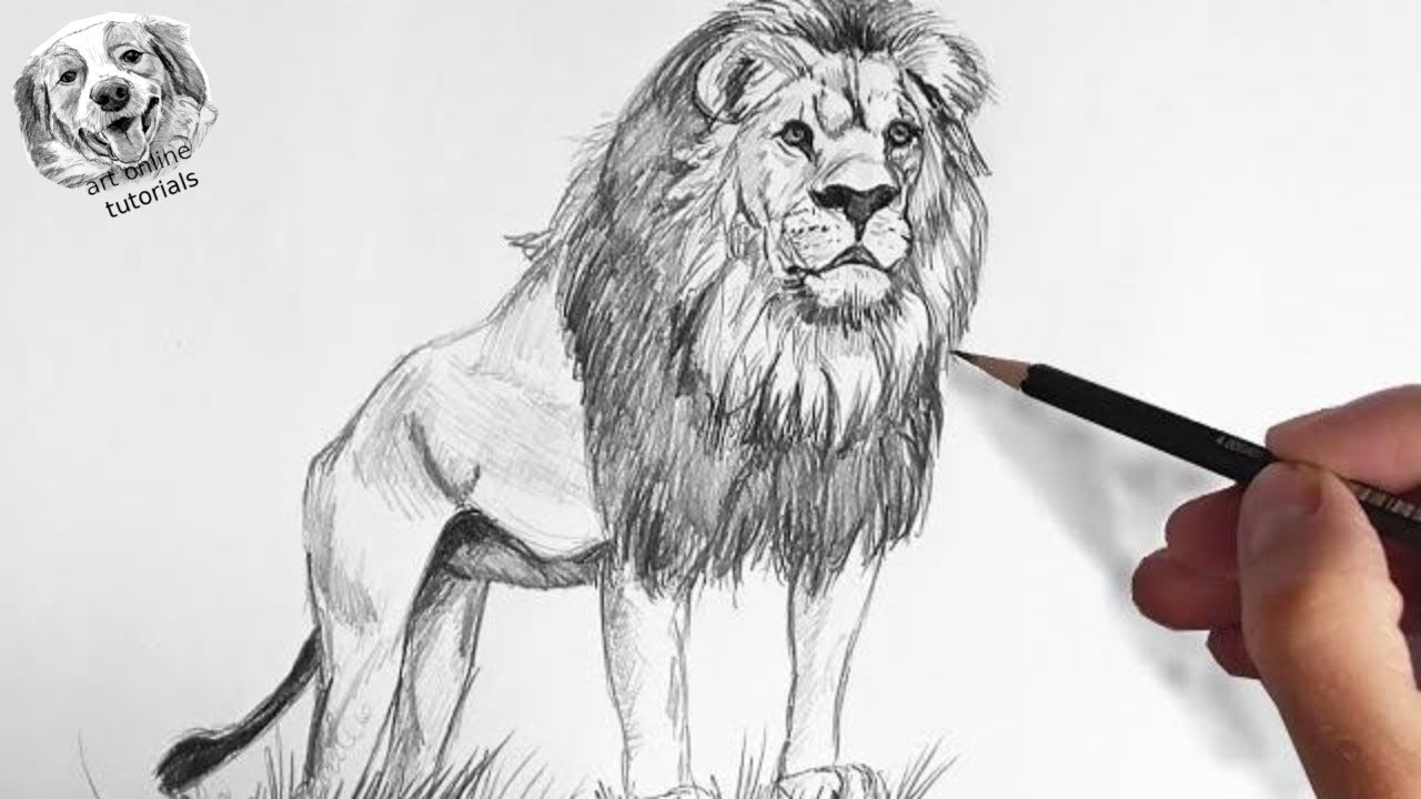 How Drawing Lion – Draw. Imagine. Create.