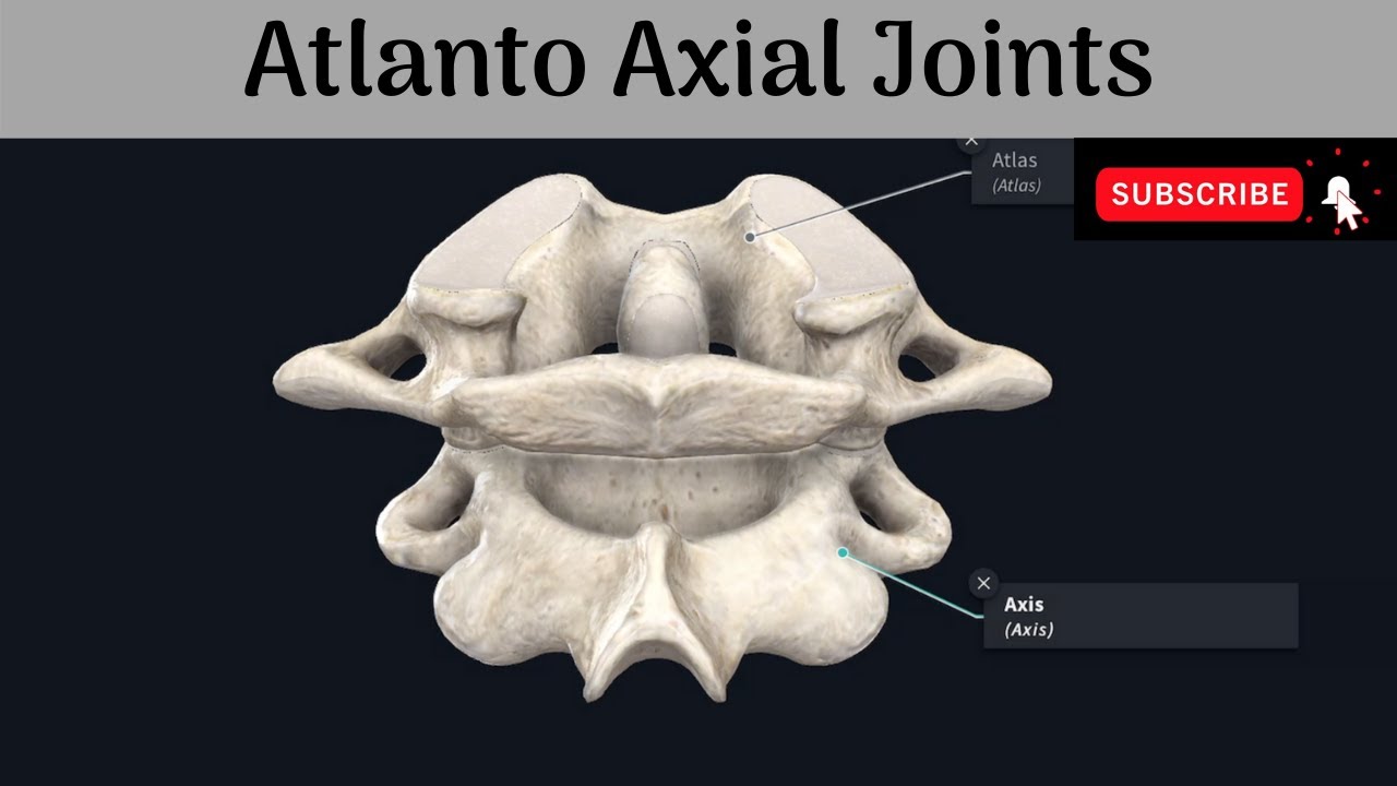 Atlanto Occipital Joint