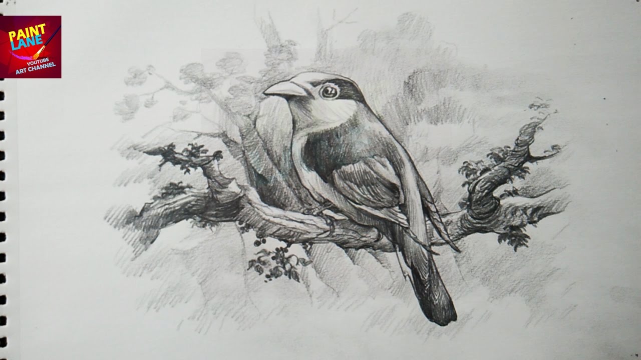 How To Draw A Bird With Pencil Drawing Shading Youtube