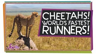 Cheetahs: The Fastest Runners in the World