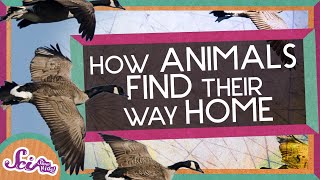 How Animals Find Their Way Home!