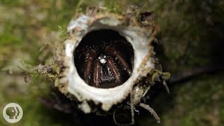 Turret Spiders Launch Sneak Attacks From Tiny Towers | Deep Look