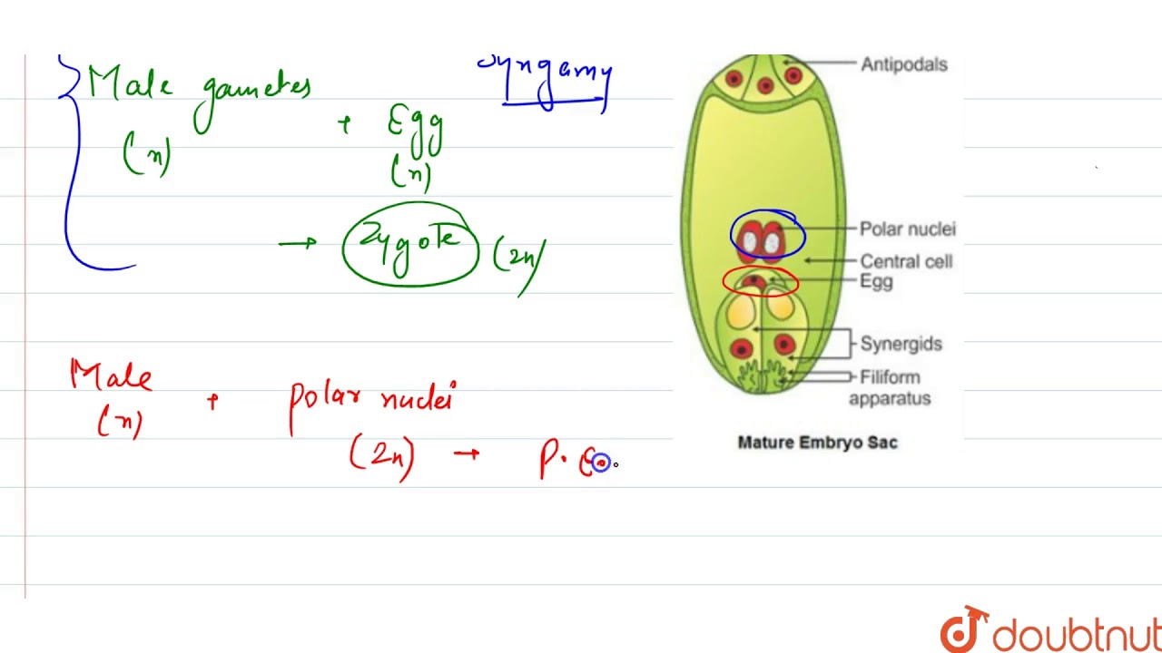 Polar Nuclei