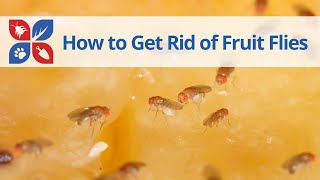 How to Get Rid of Fruit Flies