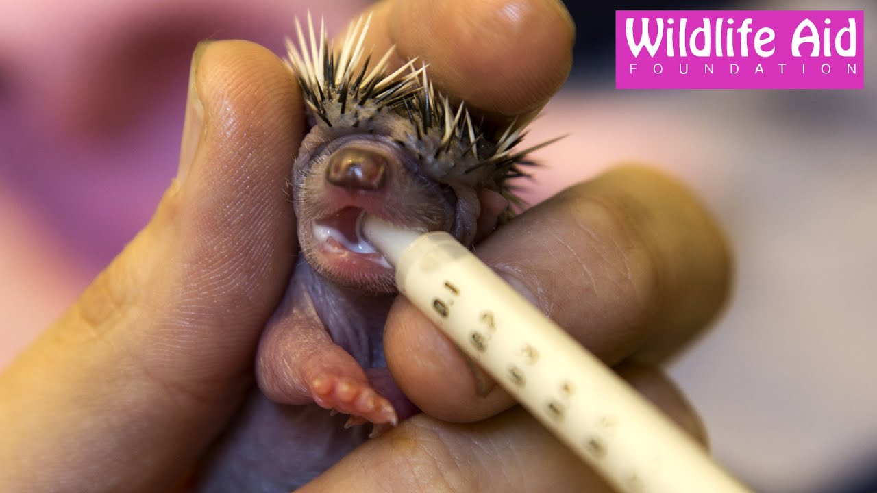 Super Cute Tiny Baby Hedgehog Being Hand Fed Youtube