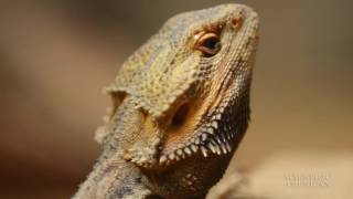 Read My Beard--Lizards Change Neck Color to Chat