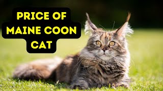 Price of Maine Coon Cat | How Much is a Maine Coon Cat?