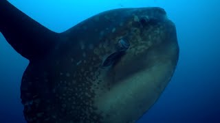 Enormous Ocean Sunfish Caught on Camera Cleaning Itself | BBC Earth