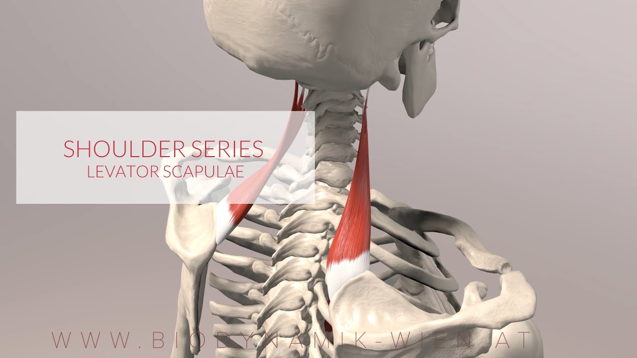 Levator Scapulae