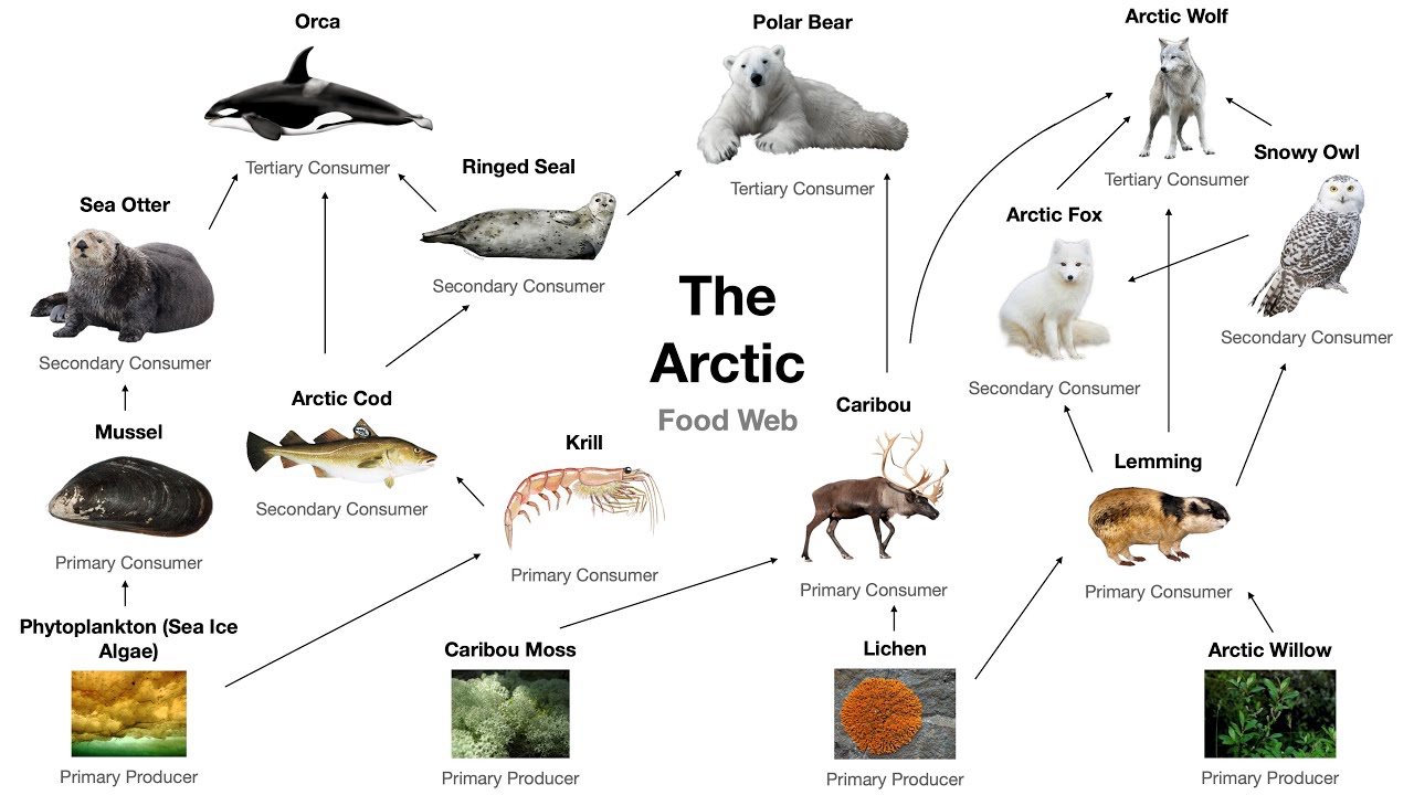 Underwater Arctic Ocean Food Web