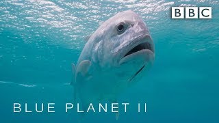 Bird is eaten by giant fish - Blue Planet II: Episode 1 Preview - BBC One