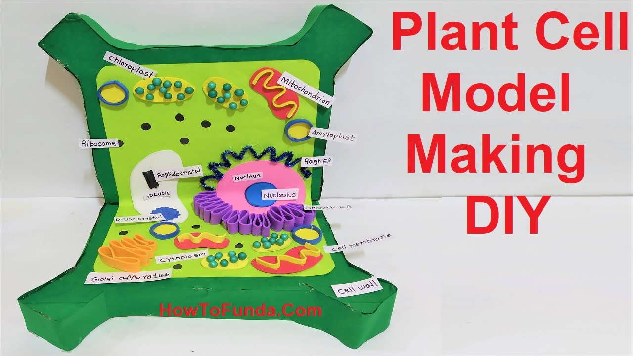 Plant Cell 3d Model Plant Cell Project Cells Project Plant Cell - Vrogue