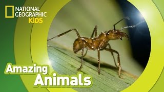 Army Ant  | Amazing Animals