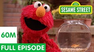 Elmo and Friends Find the Best Pet | Sesame Street Full Episode