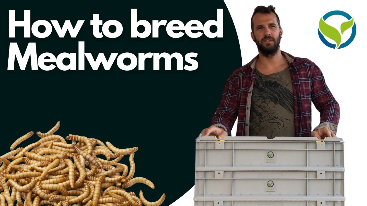 how to farm your own mealworms - Farm Mania