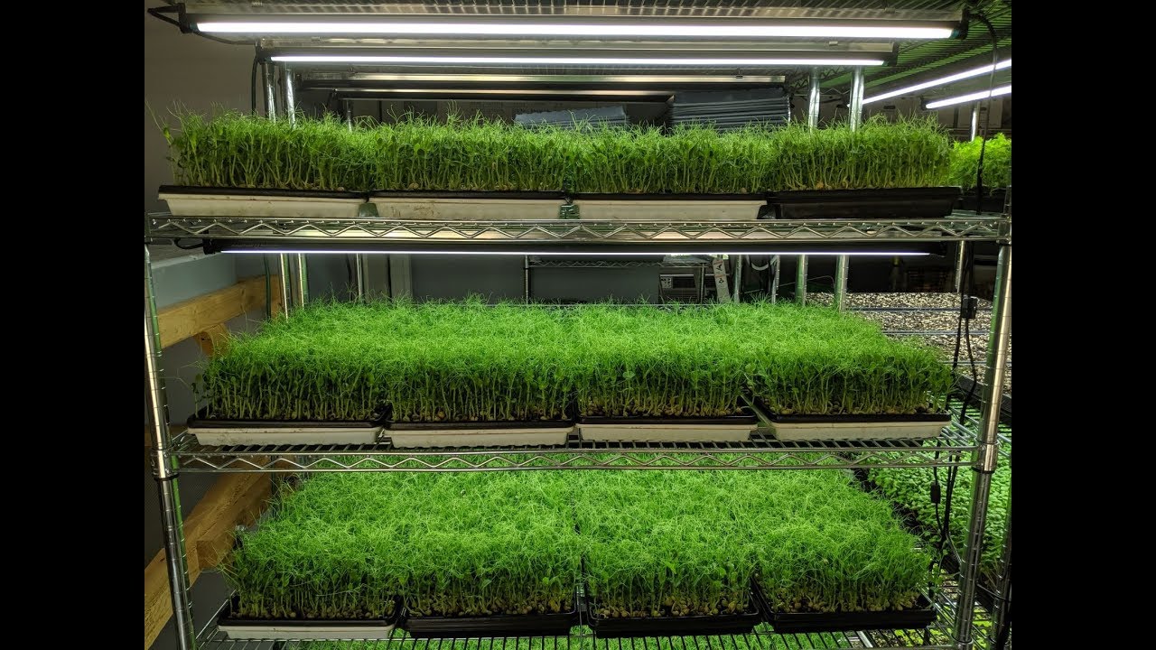 Professional Microgreens Setup