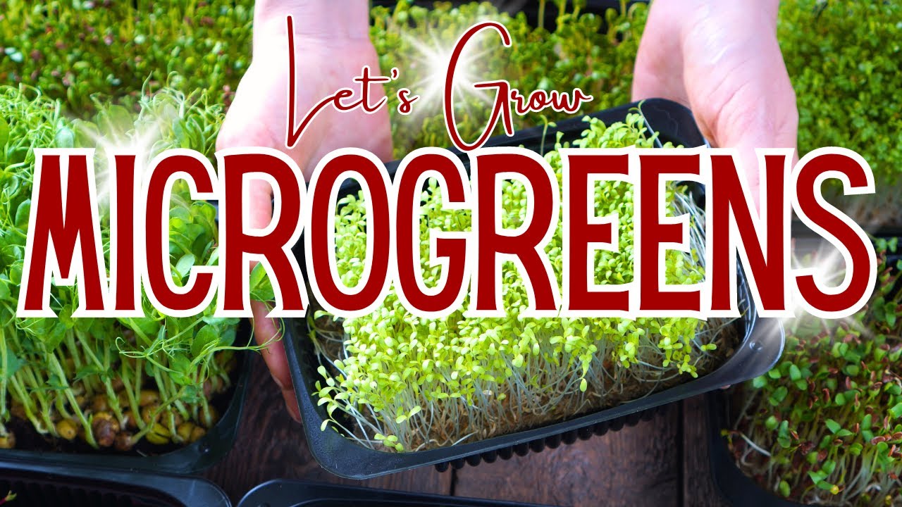 MICROGREENS AT HOME