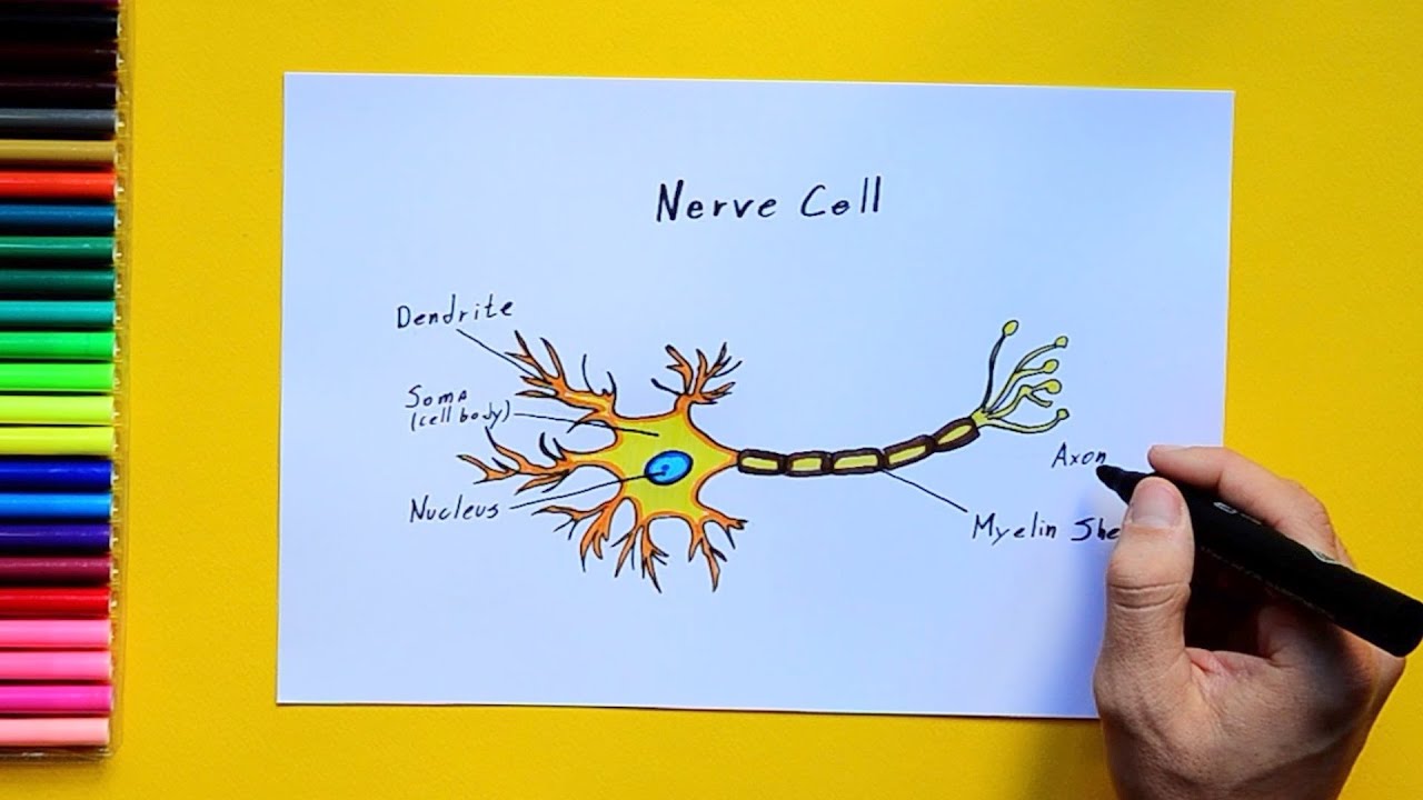 Nerve Cell Diagram With Labelling