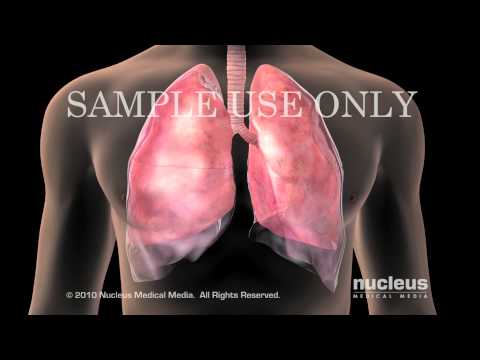 Where Are The Lungs Situated In The Human Body?