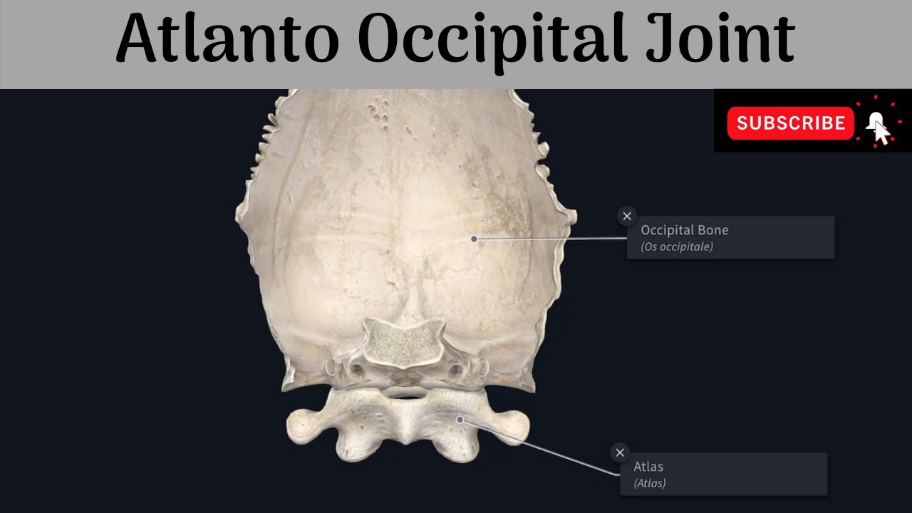 Atlanto Occipital Joint Labeled