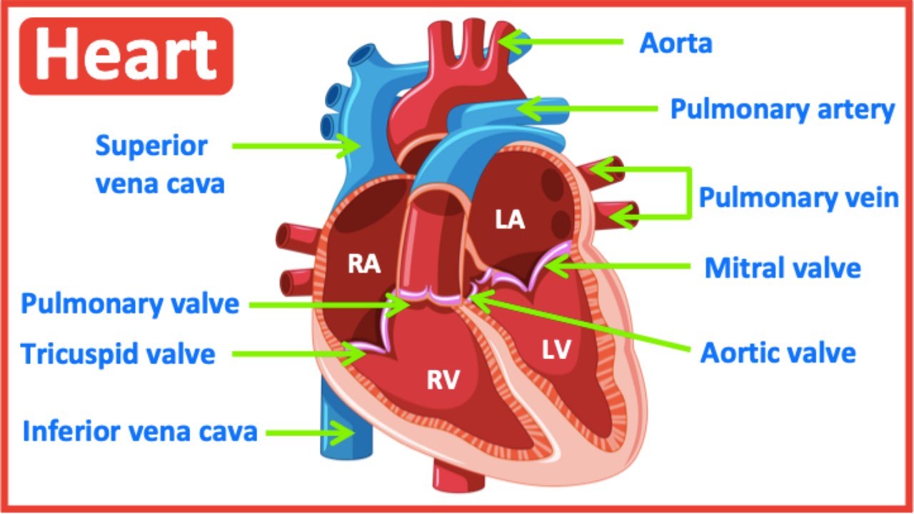 HEART ANATOMY in 3 MINUTES| Memorize parts of the heart - YouTube