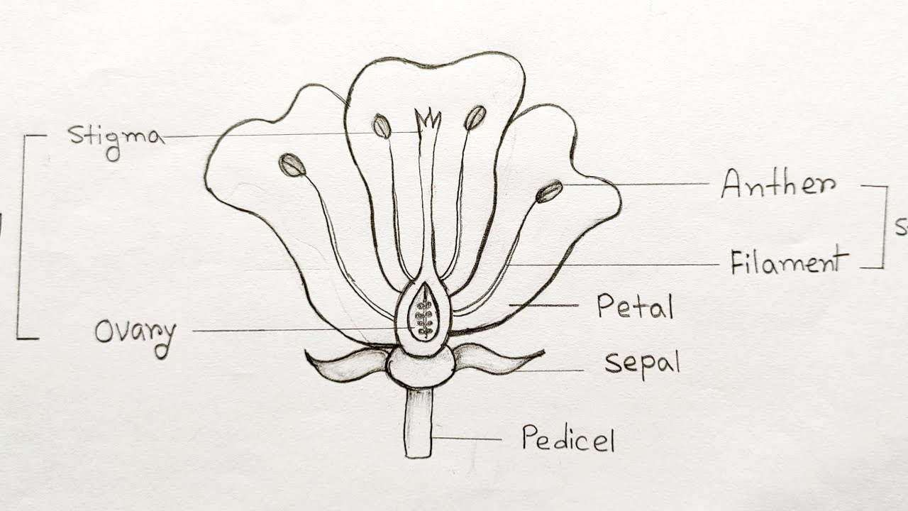 How to draw longitudinal section of flower step by step |Parts of ...