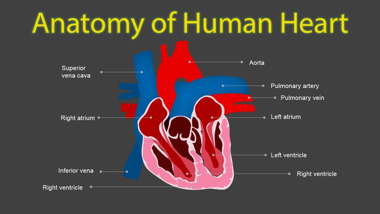 Heart Anatomy And Function