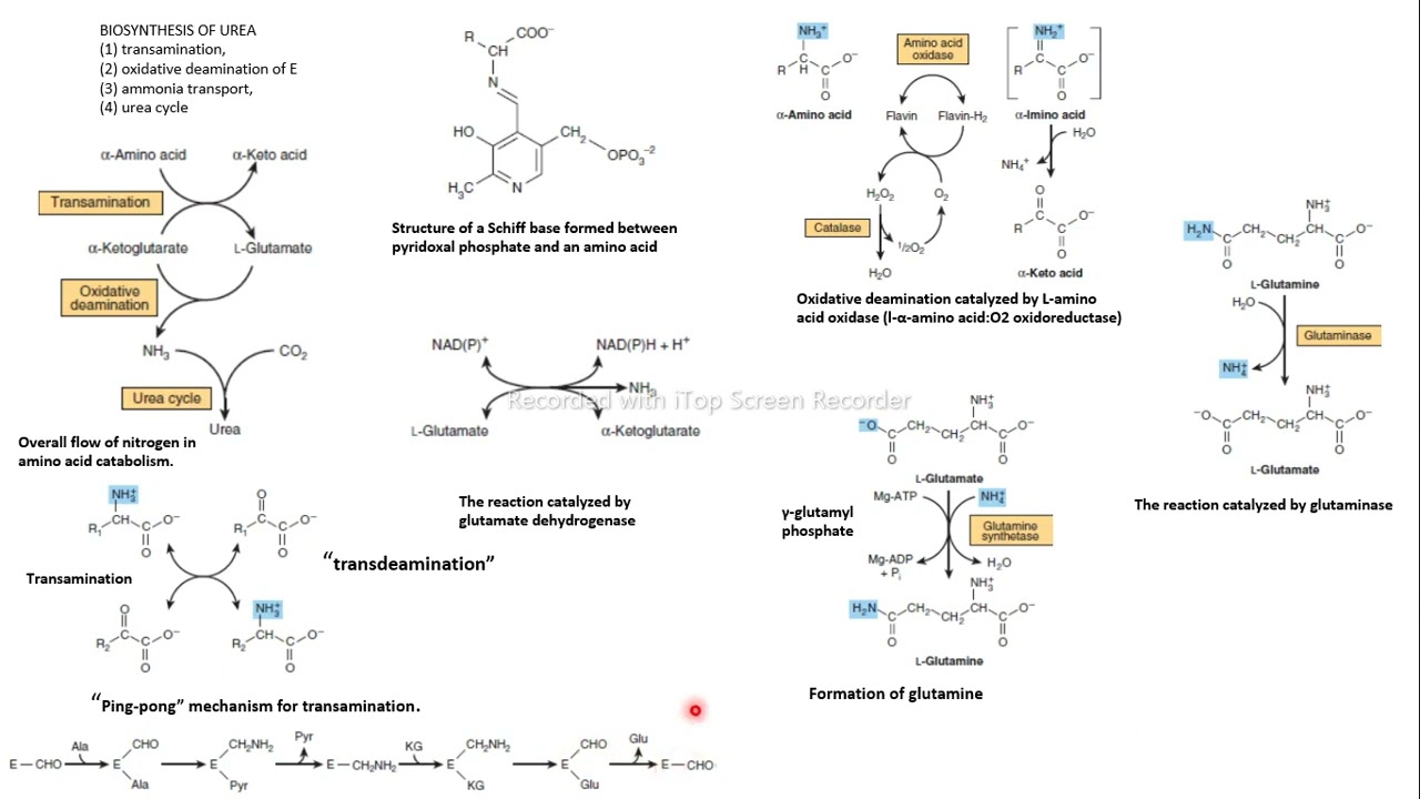 biosíntesis urea bioquímica Harper - YouTube