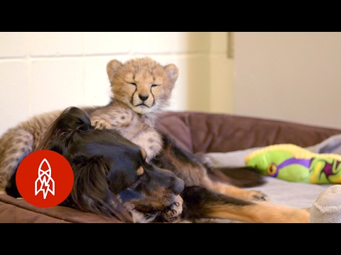 This Dog Raises Baby Cheetahs (And Wallabies And Ocelots)